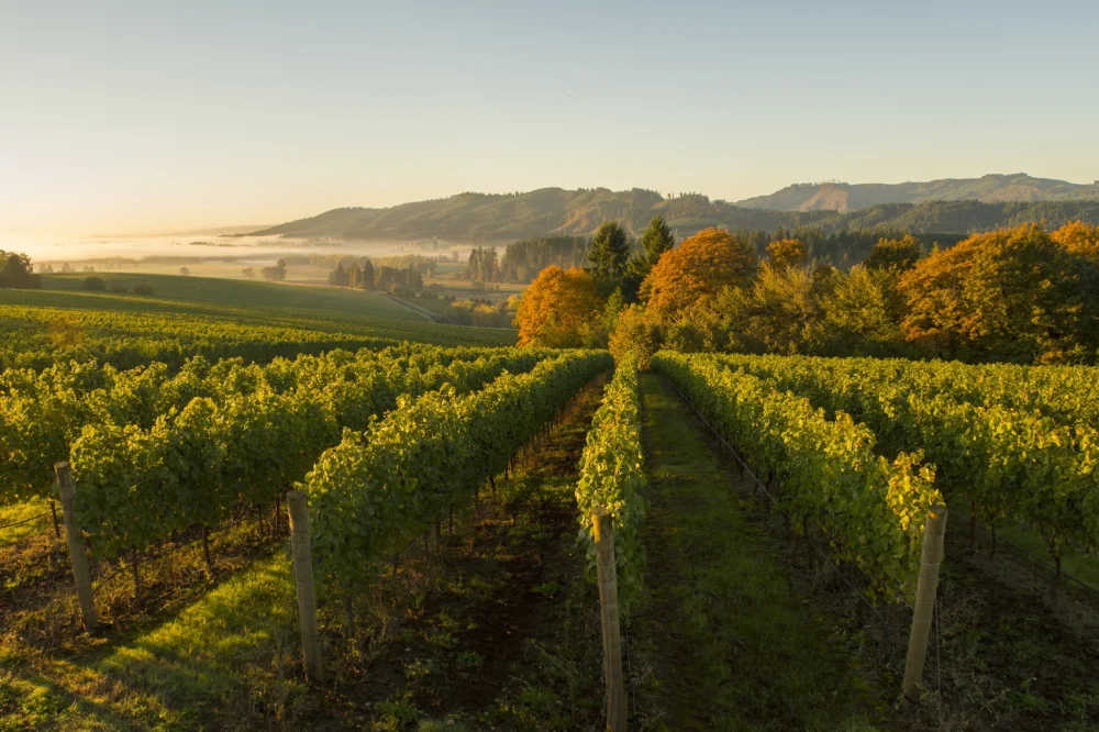 oregon-wineries-leading-the-shift-toward-circular-economy-with-refillable-glass-and-sustainable-cork-initiatives