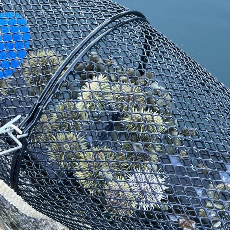 the-rise-of-urchin-ranching-restoring-kelp-forests-through-sustainable-seafood-innovation