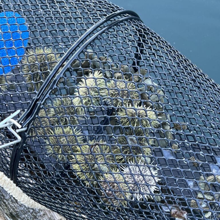 urchin-ranching-emerges-as-a-critical-strategy-to-restore-pacific-kelp-forests-and-combat-ecological-collapse