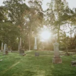 why-millions-of-bees-are-finding-sanctuary-in-urban-cemeteries-and-what-it-means-for-biodiversity