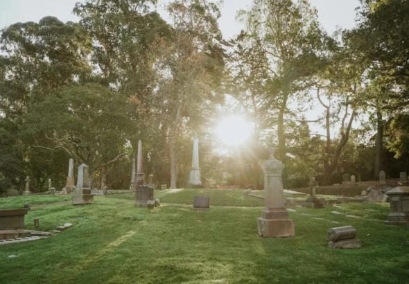 why-millions-of-bees-are-finding-sanctuary-in-urban-cemeteries-and-what-it-means-for-biodiversity