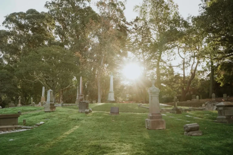 why-millions-of-bees-are-finding-sanctuary-in-urban-cemeteries-and-what-it-means-for-biodiversity