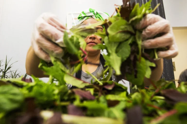 the-cyclospora-outbreak-of-2026-investigating-the-public-health-crisis-and-its-impact-on-the-american-fast-casual-sector