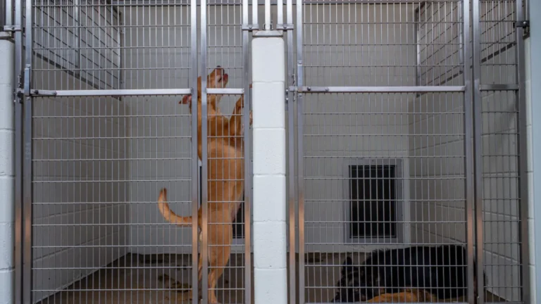 federal-judge-rules-against-shrm-in-service-dog-accommodation-lawsuit-paving-way-for-jury-trial