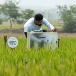 google-signs-its-biggest-rice-methane-carbon-credit-deal-with-indian-startup-mitti-labs