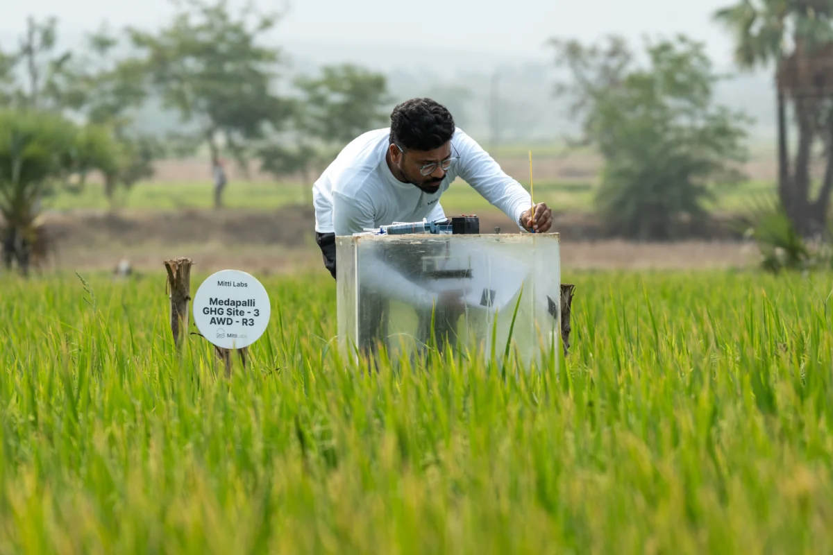 google-signs-its-biggest-rice-methane-carbon-credit-deal-with-indian-startup-mitti-labs