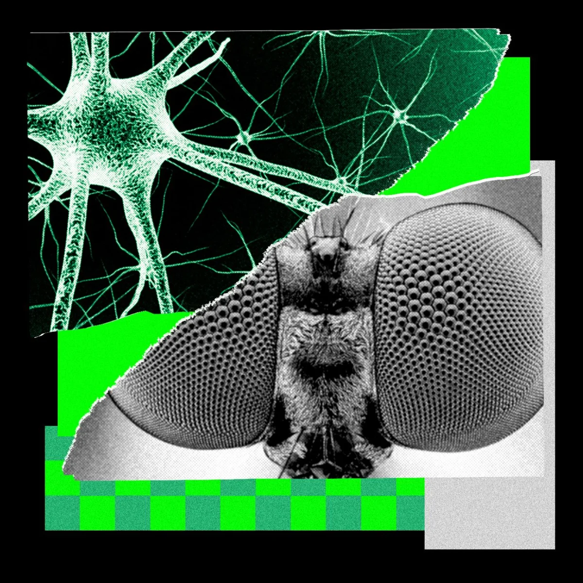 the-integration-of-fruit-fly-connectomics-into-modern-artificial-intelligence-development-and-editorial-innovation