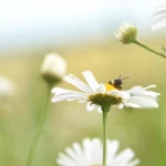 business-calls-on-cop17-to-turn-nature-pledges-into-clear-policies-and-investable-action