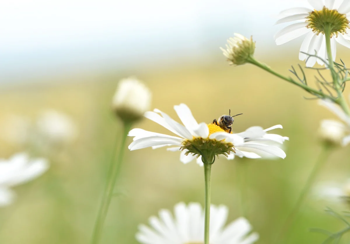business-calls-on-cop17-to-turn-nature-pledges-into-clear-policies-and-investable-action